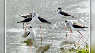 जलस्रोत में विचरण करता ब्लैक विंग्ड स्टिल्ट का झुंड। स्रोत: इंटरनेट मीडिया