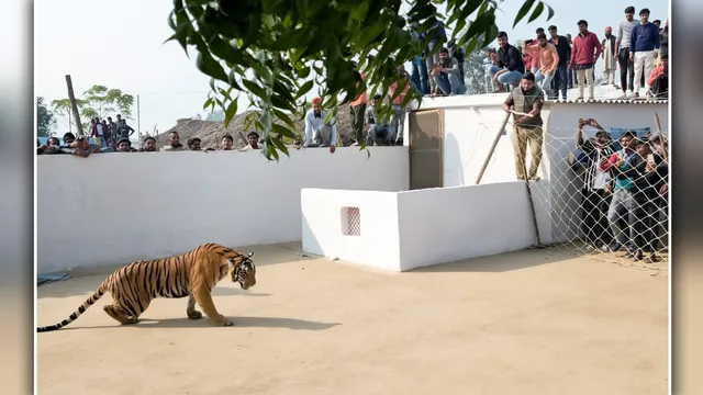 65 लोगों की मौतों के बाद जागा वन विभाग: सांसद-विधायक निधि से खरीदे जाएंगे हाईटेक ड्रोन और रेस्क्यू वाहन
