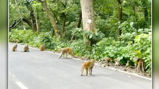 पीटीआर के वनक्षेत्र में विचरण करता बंदरों का झुंड। जागरण आर्काइव