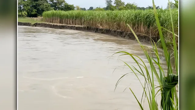 शारदा नदी मचा रही तबाही: नहरोसा में घरों से महज 50 मीटर दूर पहुंचा पानी, 2 एकड़ गन्ना फसल जलमग्न

