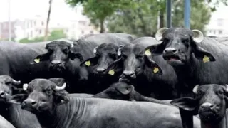 सांकेतिक तस्वीर।