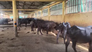अरवलिया के कांजी हाउस में बंधी भैंसें। (फोटो- जागरण)
