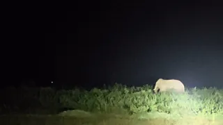 चक्रधरपुर रेल मंडल के बंडामुंडा क्षेत्र में हाथियों का बड़ा झुंड अचानक रेलवे ट्रैक के पास आ गया।