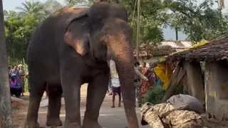 संबलपुर के जमनीकिरा ब्लाॅक के गांवों में घूमता जंगली हाथी राजू।
