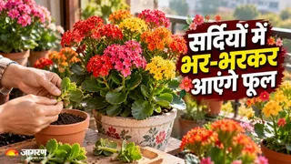 बिना ज्यादा देखभाल के फूलों से लद जाएगा गमला! (Image Source: AI-Generated)