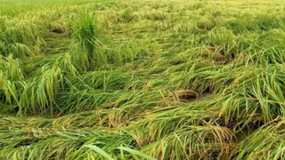मीरा साहिब में बारिश और ओलावृष्टि से धान की फसल बर्बाद। (फाइल फोटो)