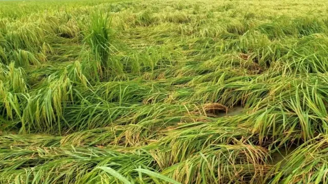 'खेती बन गई घाटे का सौदा'... धान पककर तैयार थी, फिर हुई बारिश और बरसे ओले; जम्मू-कश्मीर में किसानों को भारी नुकसान
