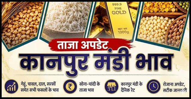 Kanpur Mandi Bhav: 7 Oct 2026 के गेहूं, दाल और सोने-चांदी के ताजा भाव