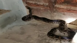 सोनभद्र में आधी रात घर में घुसा अजगर, वन विभाग ने किया सुरक्षित रेस्क्यू।