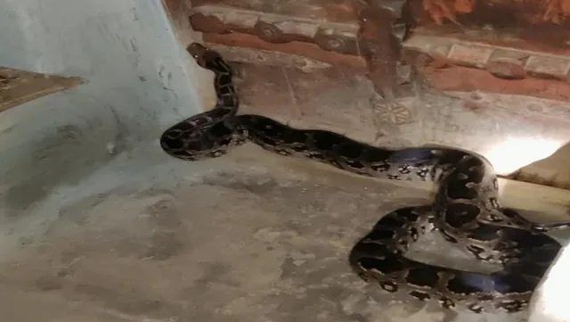 सोनभद्र में आधी रात को अनचाहा मेहमान बनकर आ गया अजगर, लोगों के हार-पैर फूले