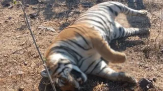 बाघ का शव। (प्रतीकात्मक चित्र)