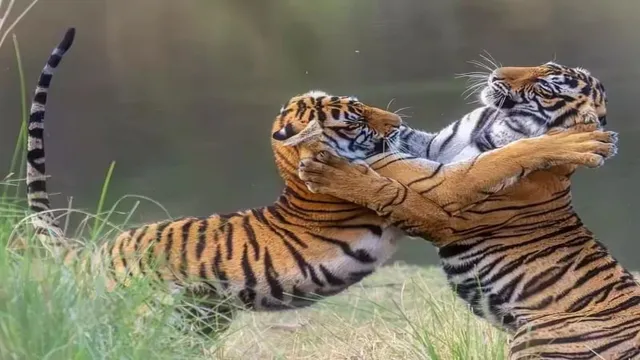 वीटीआर की शान दूसरे जंगलों को कर रहे आबाद, बंगाल के बक्सा टाइगर रिजर्व भेजे जाएंगे एक बाघ और दो बाघिन