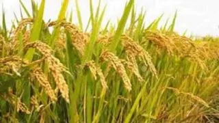 तस्वीर- फाइल।