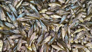 Bihar Desi Fish Crisis: कटिहार की नदियों और जलाशयों में मखाना की खेती के बीच पारंपरिक देसी मछलियां