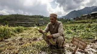 हिमाचल प्रदेश में कृषि क्षेत्र कम हुआ है। प्रतीकात्मक फोटो