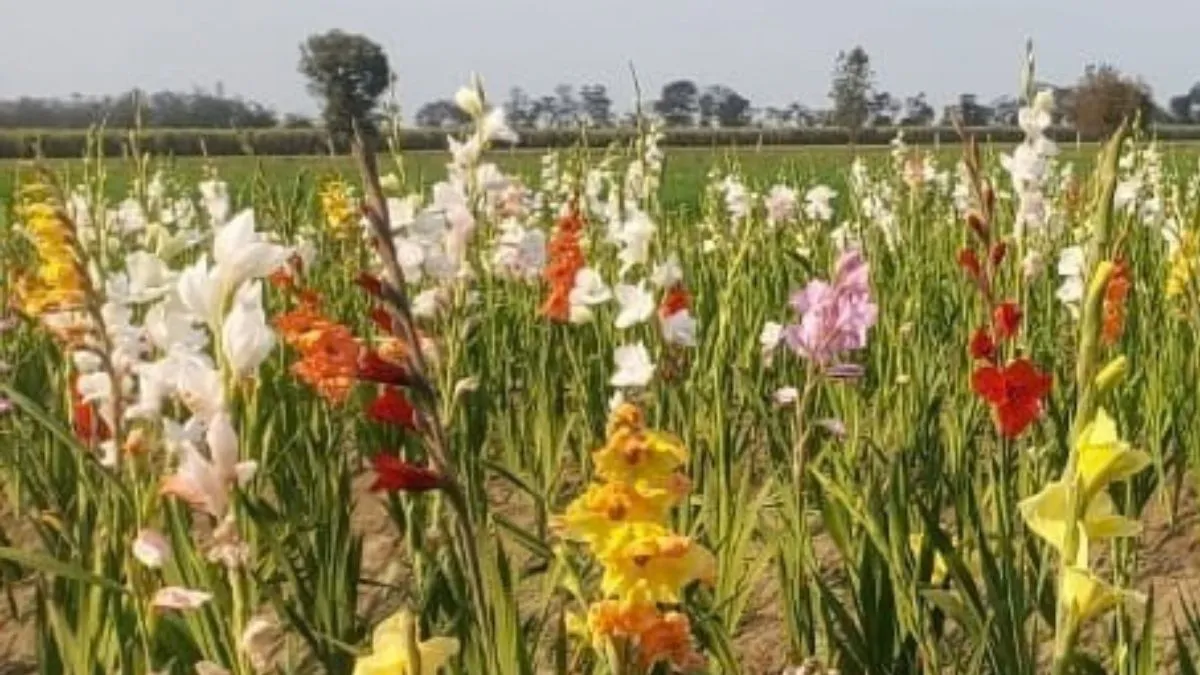 gladiolus farming (1)