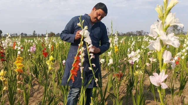 गेंदा और ग्लेडियोलस की खेती से किसानों की चमक रही किस्मत, शादियों के सीजन में होगी जबरदस्त कमाई
