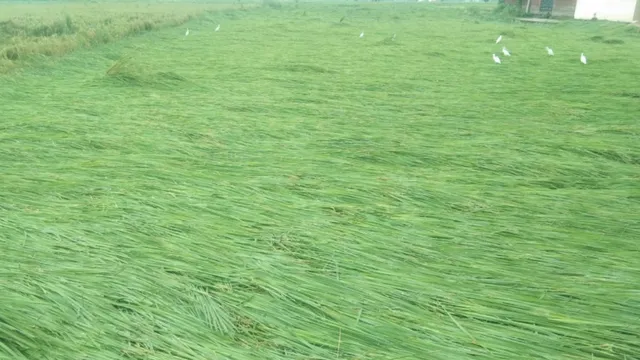 जम्मू: आंधी-बारिश से धान की फसल बिछी, आरएसपुरा में किसानों को भारी नुकसान की आशंका; दाने खराब होने का भी डर
