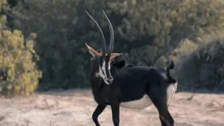 प्रतीकात्मक तस्वीर।