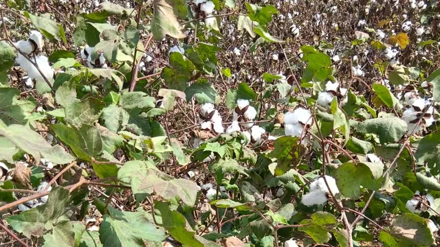 हरियाणा में कपास की खेती का केंद्र बना सिरसा, 3.61 लाख एकड़ में बुवाई; उत्पादन 2 लाख मीट्रिक टन के पार