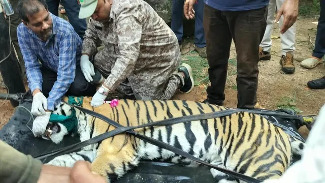 मंडला में घर के बाहर सो रही महिला पर बाघ ने किया हमला, सिर पकड़कर खींचा; बेटे की बहादुरी से बची जिंदगी