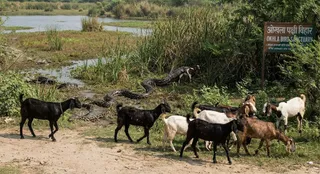 ओखला पक्षी विहार में अजगरों का आतंक, चरवाहों की बकरियां निगल रहे सांप ( एआई जेनरेटेड इमेज )