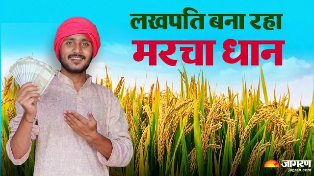चंपारण में मरचा धान की खेती GI Tag और FPO से चमकी, एक एकड़ में 95 हजार तक मुनाफा