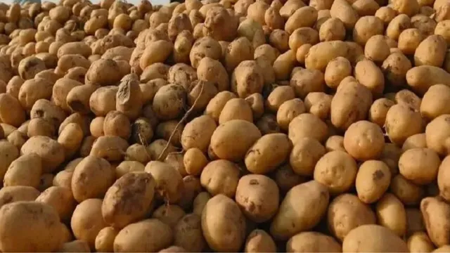 पूर्वी चंपारण : बारिश ने बिगाड़ा आलू की खेती का गणित, कृषि विशेषज्ञ ने बताया बचाव का तरीका

