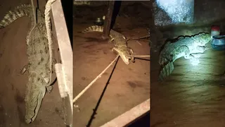 ग्रामीणों ने किसी तरह मगरमच्छ को काबू में किया।