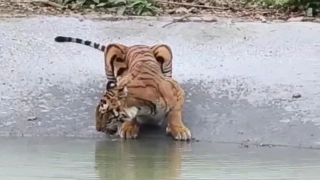 अमानगढ़ की दबंग चार नंबरी बाघिन का कार्बेट तक राज, दहाड़ सुनकर दूसरी बाघिनें करती हैं सलाम
