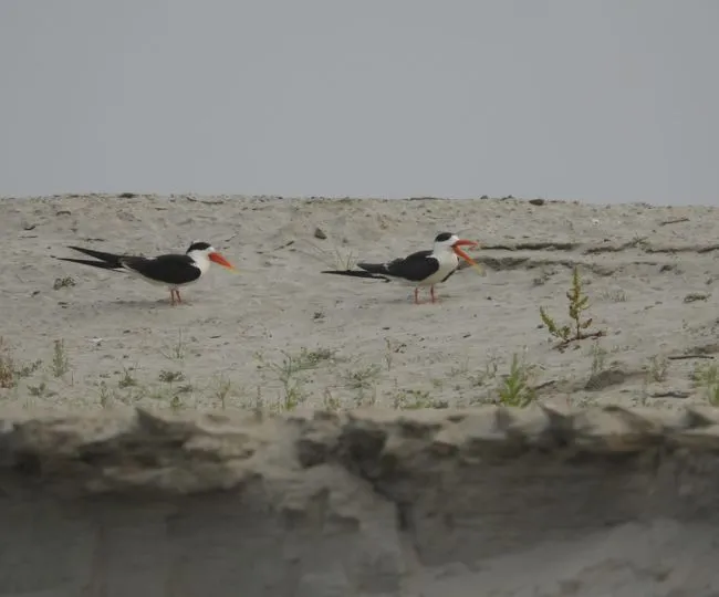 Endangered Indian Skimmer Breeds in Bhagalpur Ganga Diara (1)