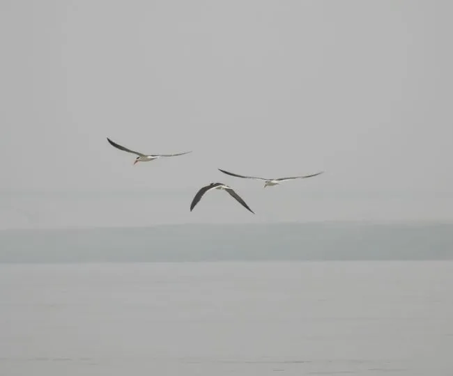 Endangered Indian Skimmer Breeds in Bhagalpur Ganga Diara
