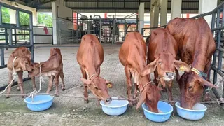 एक ही साहीवाल गाय से मल्टीपल ओव्यूलेशन एंड एम्ब्रियो ट्रांसफर तकनीक से एक वर्ष के भीतर पांच स्वस्थ साहीवाल बछिया। जागरण