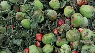 कश्मीर में बारिश और ओलावृष्टि ने बढ़ाई किसानों की टेंशन।(फाइल फोटो)