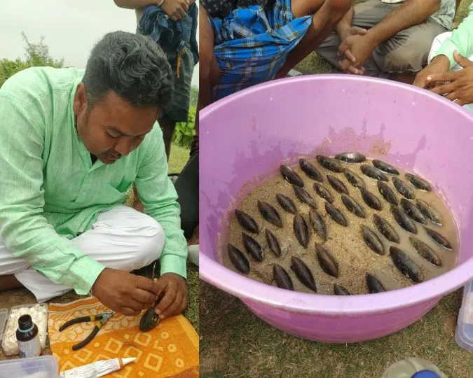 Jamui Pearl Farming 50000 Mussels in 22 Acre Railway Pond (1)