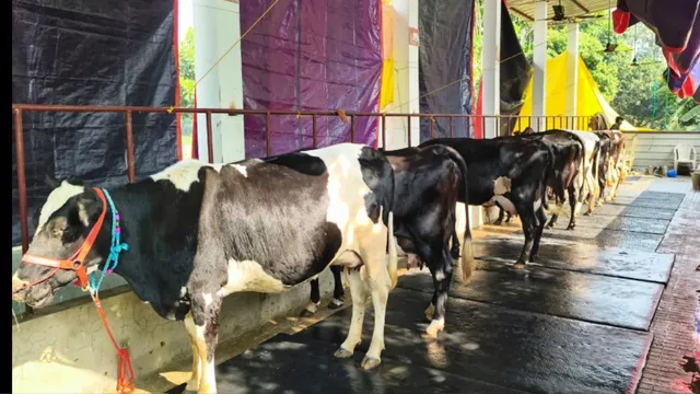 कभी घर संभालती थीं बेगूसराय की सीमा, आज 80 लाख का कारोबार और हर महीने 5 लाख का टर्नओवर
