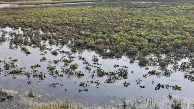 हरदोई के खेतों में बर्बादी का मंजर, पानी में डूबी साल भर की कमाई; किसान परेशान
