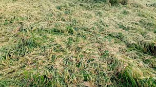 सांबा में आंधी-बारिश से धान की फसल बर्बाद।