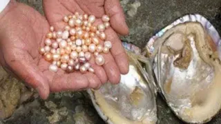 मोती पालन से चमकेगी किस्मत। सांकेतिक तस्वीर
