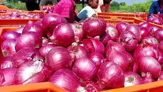 प्याज की कीमतों में बड़ी गिरावट (फाइल फोटो)