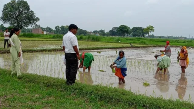 पढ़ाई के साथ खेती में कमाल, सिद्धार्थ नगर की सौम्या ने वैज्ञानिक तरीके से उगाई कालानमक की फसल; देश-विदेश तक पहुंचा चावल
