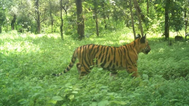 NDS tigress 02
