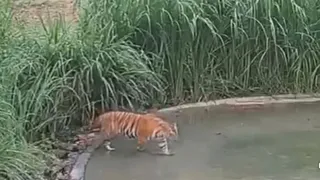पश्चिम चंपारण के वीटीआर में बाघ।