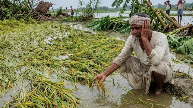 श्रावस्ती में आपदा दे गई गहरे जख्म, खेतों में सड़ रही किसानों की उम्मीद
