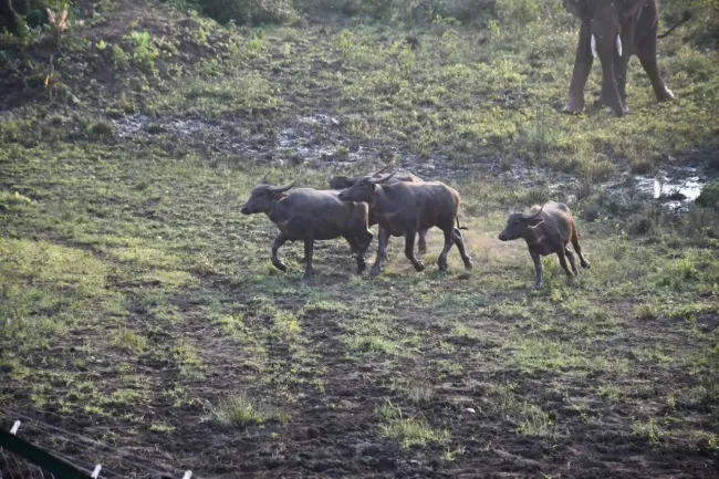 wild buffalo 854745