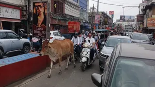 आबूलेन बाजार की सड़क पर बेसहारा पशु, पीछे रास्ता मांगते वाहन सवार, सड़क पर ही खड़े वाहनों से जाम की स्थिति। जागरण