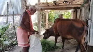 गाय को चारा खिलाते नंदू असुर (फाइल फोटो)