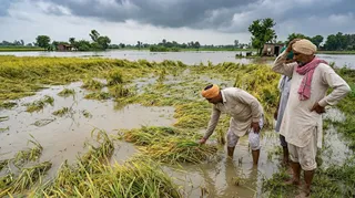 गोहाना में वर्षा से धान और गेहूं की फसल प्रभावित ( एआई जेनरेटेड इमेज )