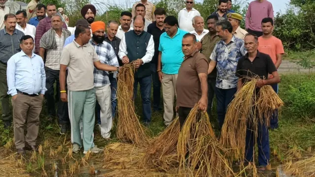 जम्मू में बारिश ने छीन ली खुशी, कटाई से पहले खेतों में बिछी बासमती; किसानों को नुकसान की चिंता
