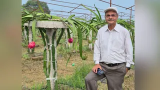 खेतों में ड्रैगन की देखरेख करते संजीव कुमार यादव